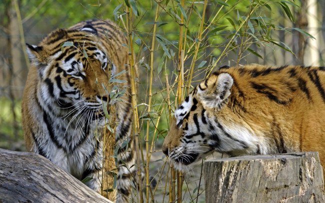 Обои картинки фото животные, тигры, двое, растения