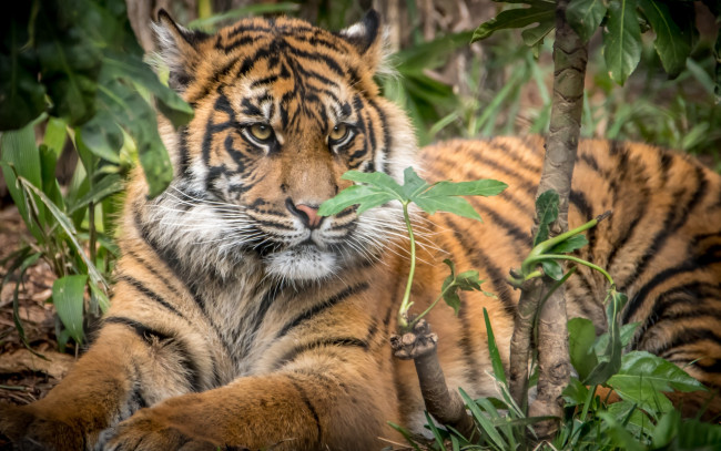 Обои картинки фото животные, тигры, растения, взгляд, отдых