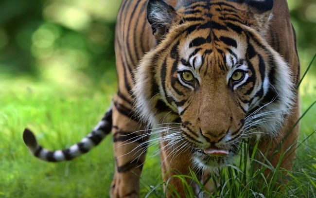 Обои картинки фото животные, тигры, взгляд, профиль, морда, растения, трава