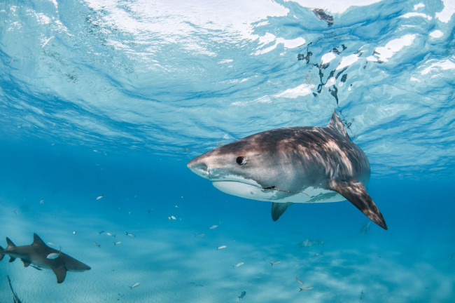 Обои картинки фото животные, акулы, под, водой