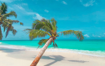 Картинка природа тропики пальмы лагуна пляж