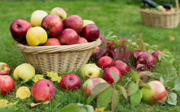 обоя еда, яблоки, трава, корзинка, ассорти, урожай