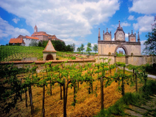 обоя austrian, vineyard, города