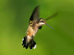 Картинка fan tail животные колибри
