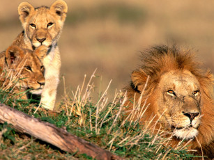 обоя father, figure, african, lions, животные, львы