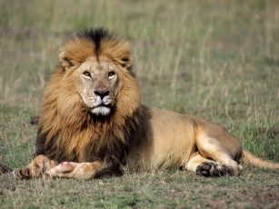 Картинка his royal highness lion животные львы