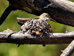 обоя hummer, nesting, животные, колибри