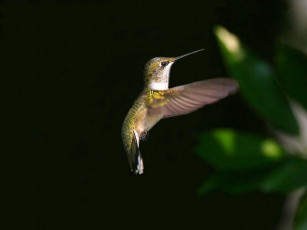 Картинка poetry in motion животные колибри