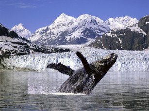 Картинка животные киты кашалоты