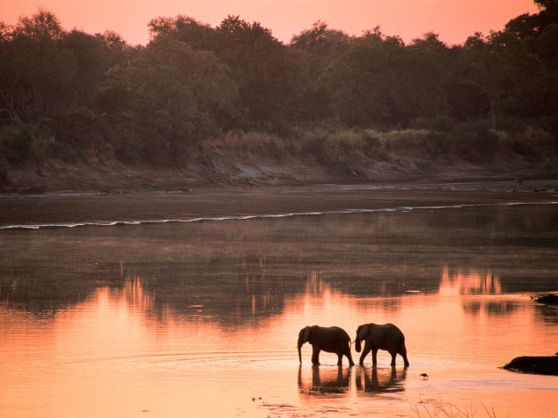 Обои картинки фото romance, in, the, wild, животные, слоны