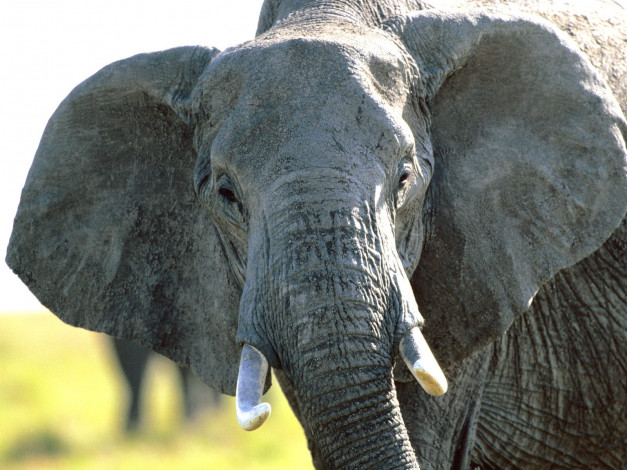 Обои картинки фото second, glance, african, elephant, животные, слоны
