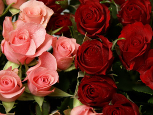 Картинка цветы розы капли воды розовый красный