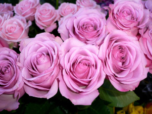 Картинка цветы розы розовый много