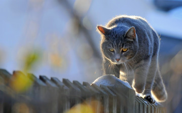 Картинка животные коты забор
