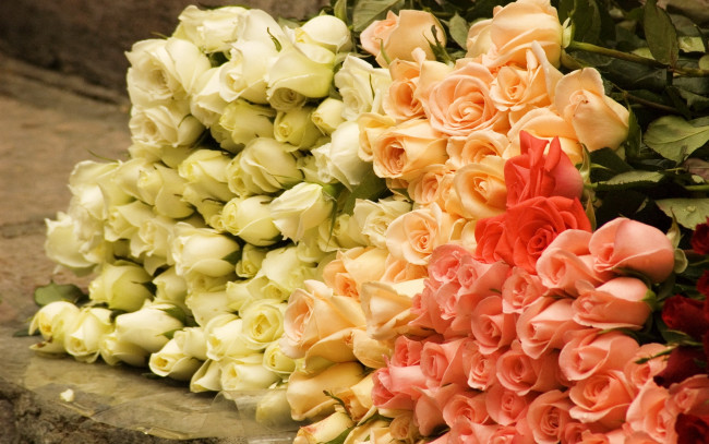 Обои картинки фото цветы, розы, белые, кремовые, розовые, много