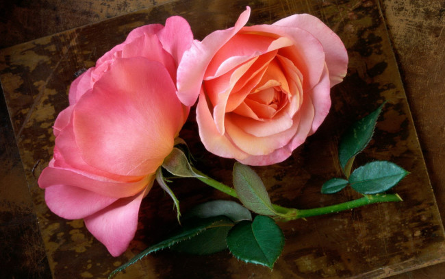 Обои картинки фото цветы, розы, листья