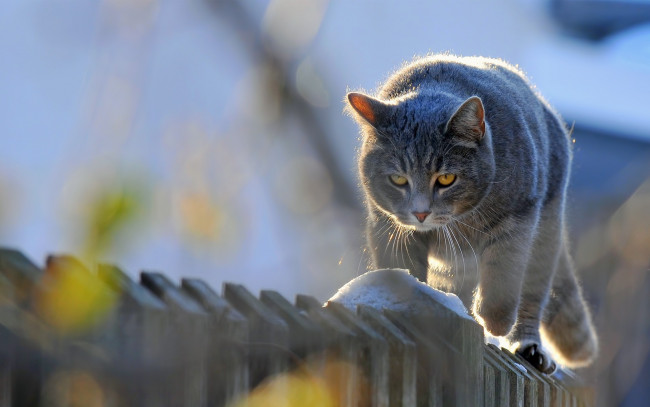 Обои картинки фото животные, коты, забор
