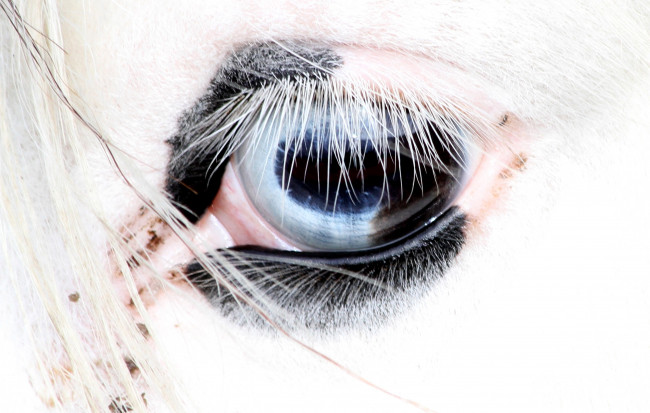 Обои картинки фото разное, глаза, голубой, белый, конь, ресницы