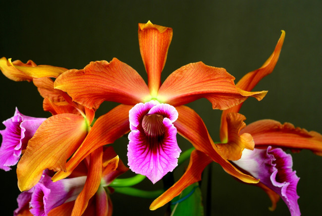Обои картинки фото цветы, орхидеи, оранжевый, яркий, экзотика
