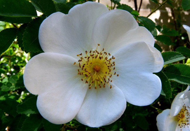 Обои картинки фото цветы, шиповник, белый, большой, круглый, дикая, роза