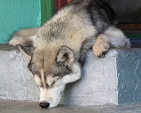 Картинка животные собаки сон хаски