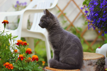 Картинка животные коты котёнок цветы