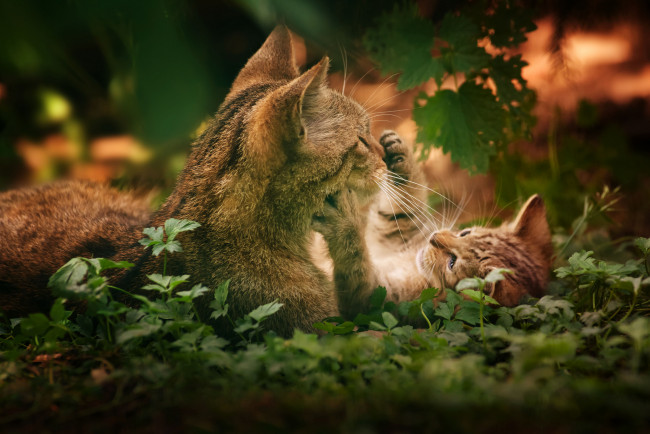 Обои картинки фото животные, дикие, кошки, материнство, трава, котёнок, кошка, с, котёнком