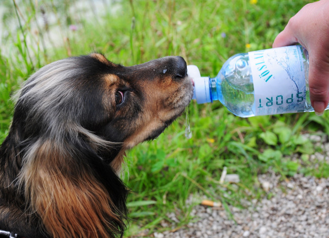 Обои картинки фото my, lovely, sarah, животные, собаки, питье, бутылочка, собакп