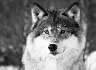 Картинка животные волки портрет