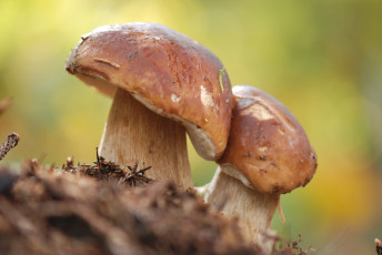 Картинка природа грибы двойняшки