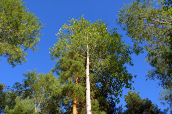 Картинка природа деревья лес небо