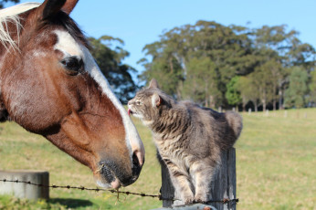 обоя животные, разные, вместе, конь, лошадь, друзья, кошка, кот, дружба