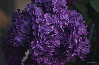 Картинка цветы сирень фиолетовый
