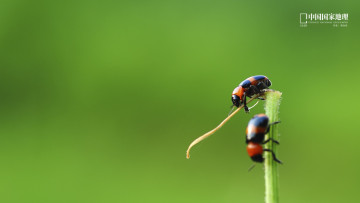Картинка животные насекомые жуки
