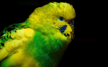 Картинка животные попугаи волнистый попугайчик