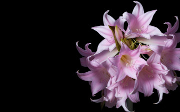 Картинка цветы амариллисы гиппеаструмы лепестки