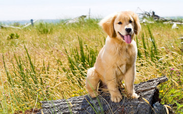 Картинка животные собаки взгляд трава