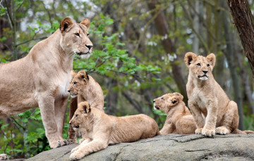 Картинка животные львы мама детки