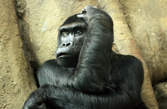 Обои картинки фото животные, обезьяны, горилла