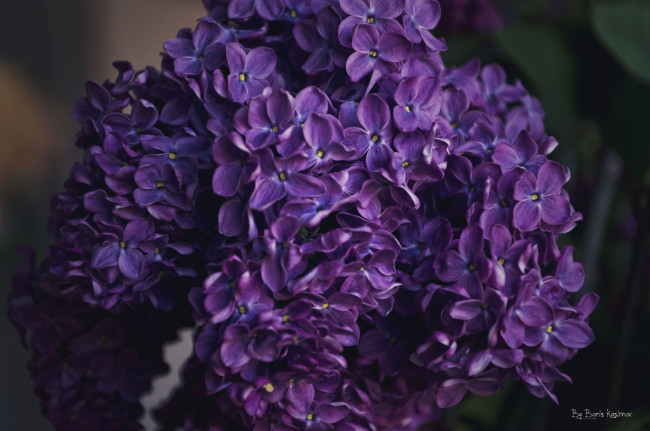 Обои картинки фото цветы, сирень, фиолетовый
