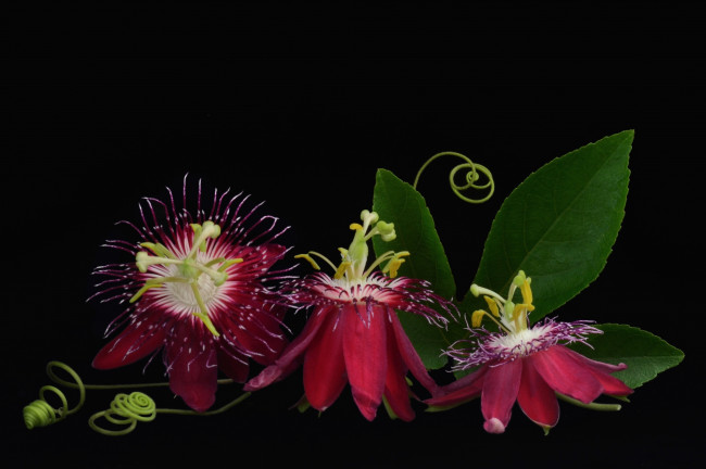 Обои картинки фото цветы, пассифлора, трио, макро