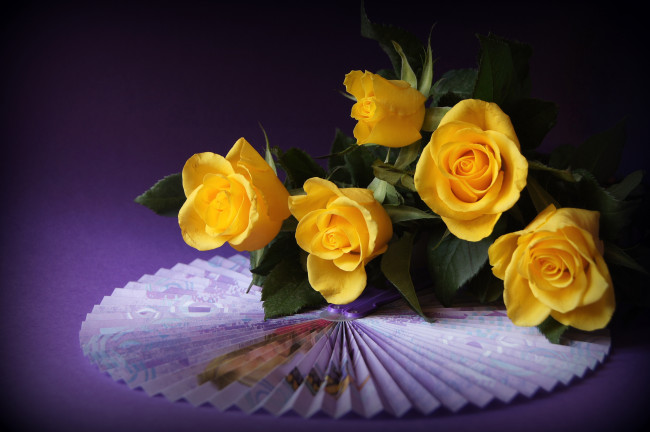 Обои картинки фото цветы, розы, веер, желтый