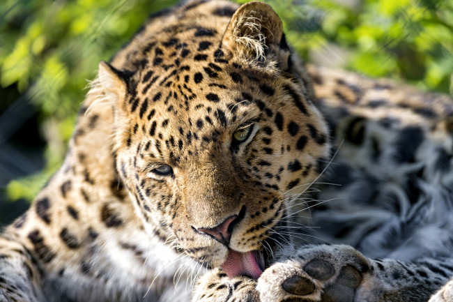 Обои картинки фото животные, леопарды, морда, язык