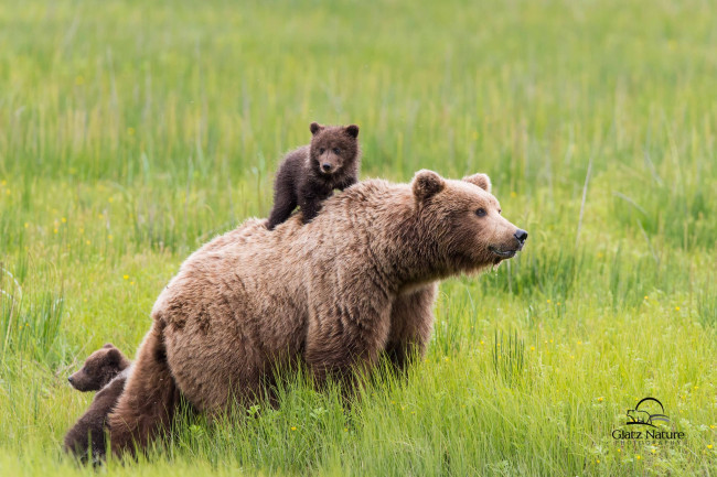 Обои картинки фото животные, медведи, мама, пассажир
