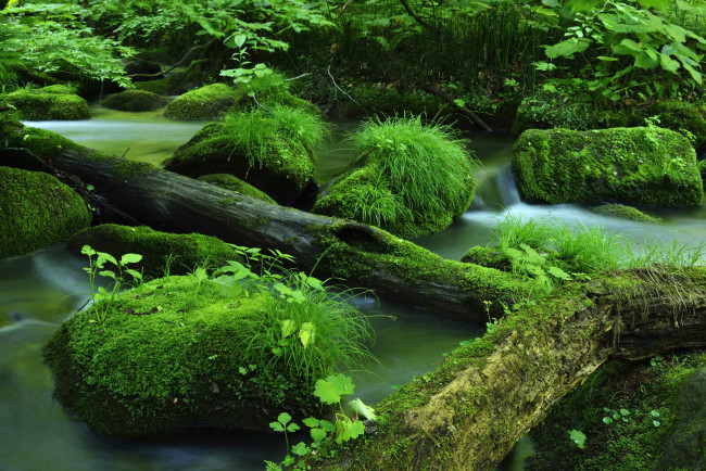 Обои картинки фото природа, лес, зелень
