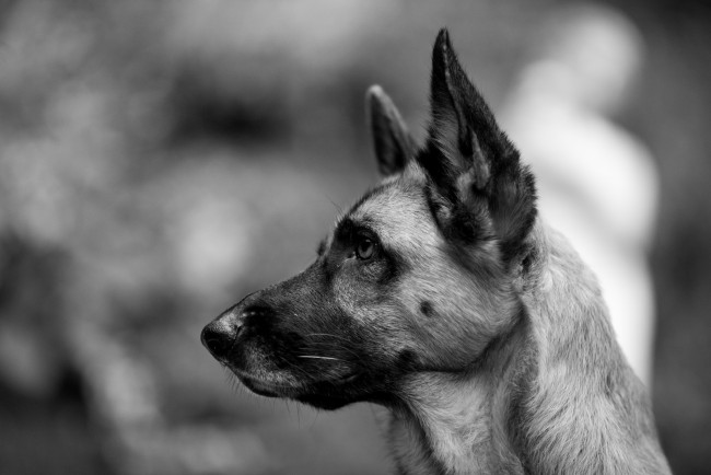 Обои картинки фото животные, собаки, немецкая, овчарка, взгляд, черно-белое