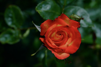Картинка цветы розы оранжевая цветение лепестки бутон роза
