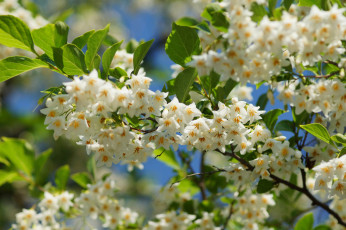 Картинка цветы цветущие+деревья+ +кустарники листья ветки цветущий кустарник цветение белые бутоны