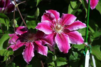 Картинка цветы клематис+ ломонос цветки клематис розовый цветение лепестки