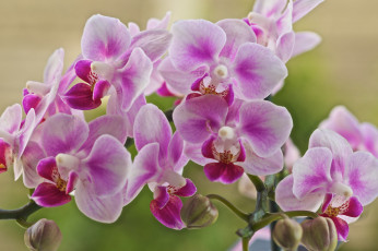 Картинка цветы орхидеи цветение лепестки цветки бело-розовая орхидея